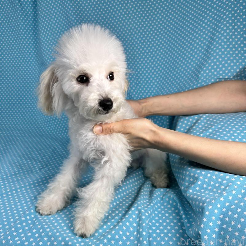 販売中の北海道のビションプー:ビションフリーゼ×トイプードル-438741の3枚目