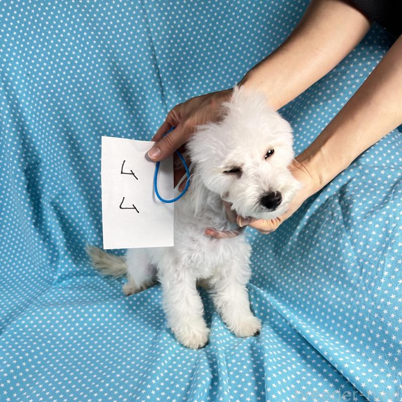 販売中の北海道のビションプー:ビションフリーゼ×トイプードル-438741の2枚目