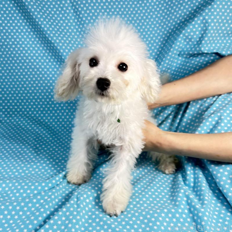 販売中の北海道のビションプー:ビションフリーゼ×トイプードル-438742の5枚目