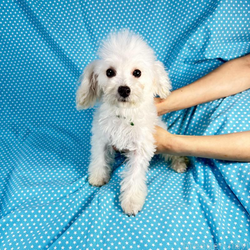 販売中の北海道のビションプー:ビションフリーゼ×トイプードル-438742