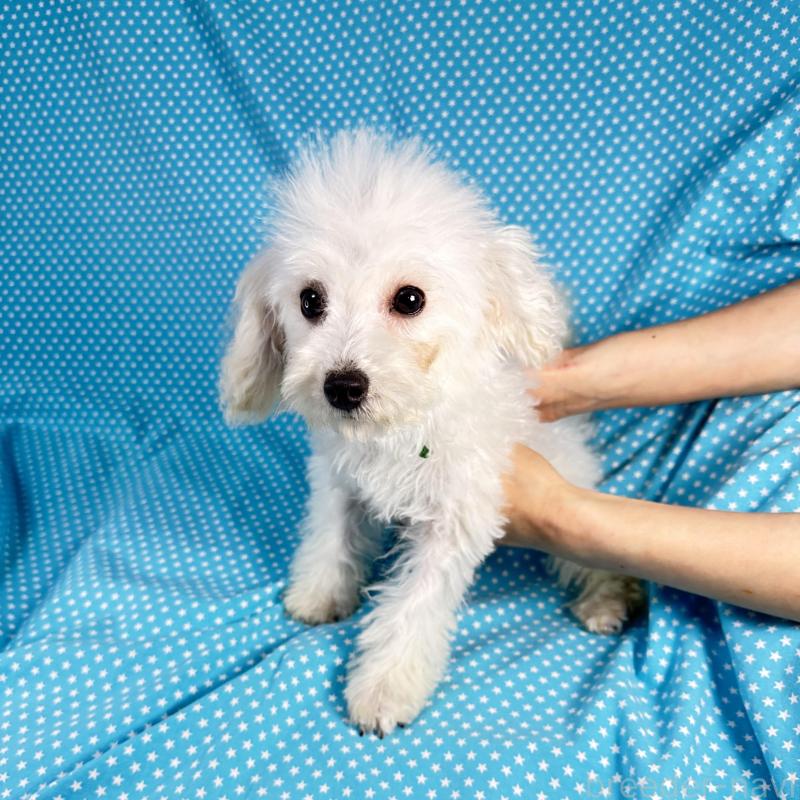 販売中の北海道のビションプー:ビションフリーゼ×トイプードル-438742の3枚目