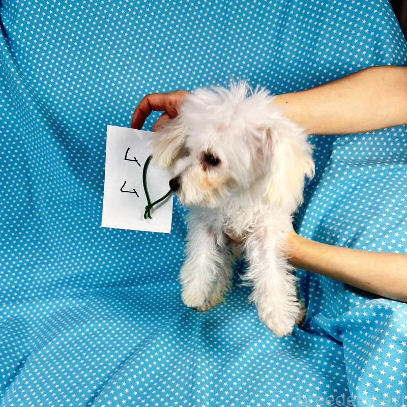 販売中の北海道のビションプー:ビションフリーゼ×トイプードル-438742の2枚目