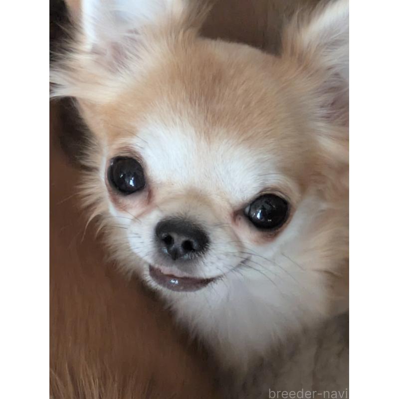 ルナちゃん1枚目