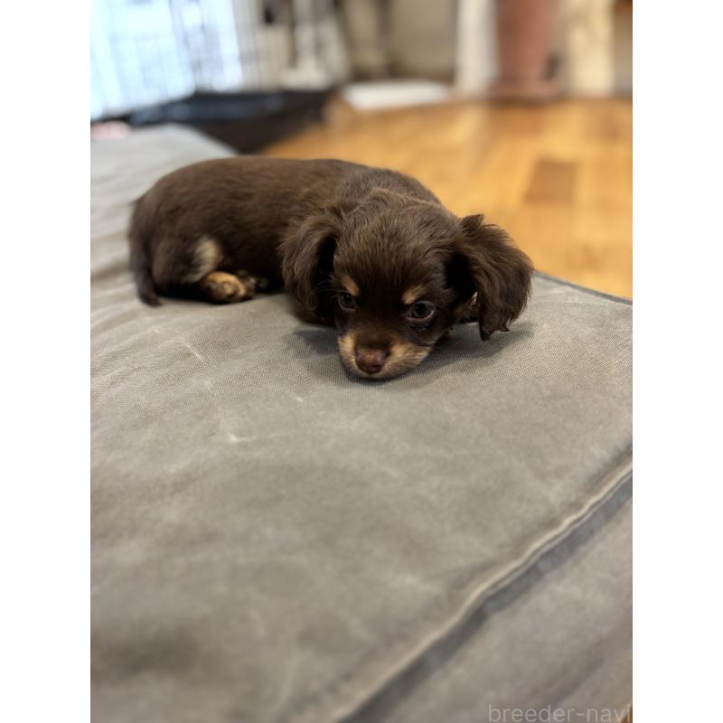 成約済の大分県のチワックス:チワワ×ミニチュアダックスフンド-438361の19枚目