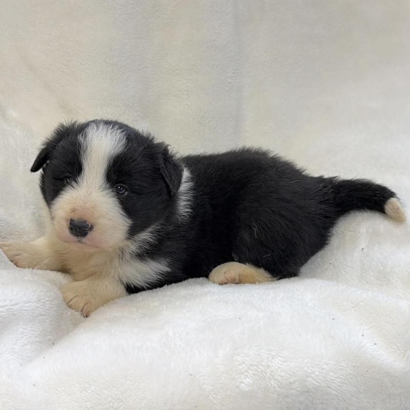 販売中の山口県のボーダーコリー-438743の3枚目