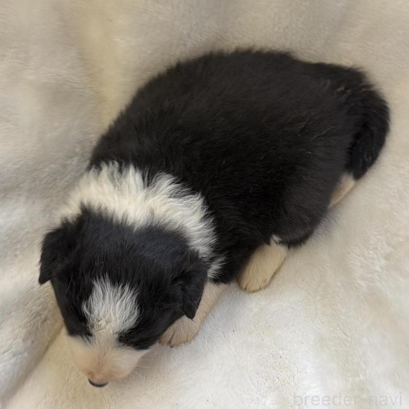 販売中の山口県のボーダーコリー-438743の2枚目