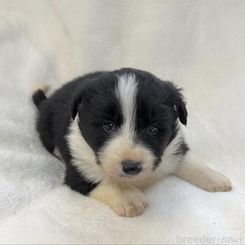 販売中の山口県のボーダーコリー-438744の5枚目