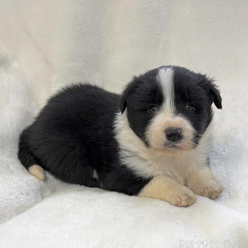 販売中の山口県のボーダーコリー-438744の4枚目