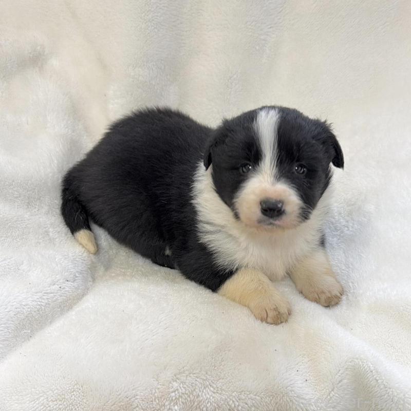 販売中の山口県のボーダーコリー-438744の3枚目