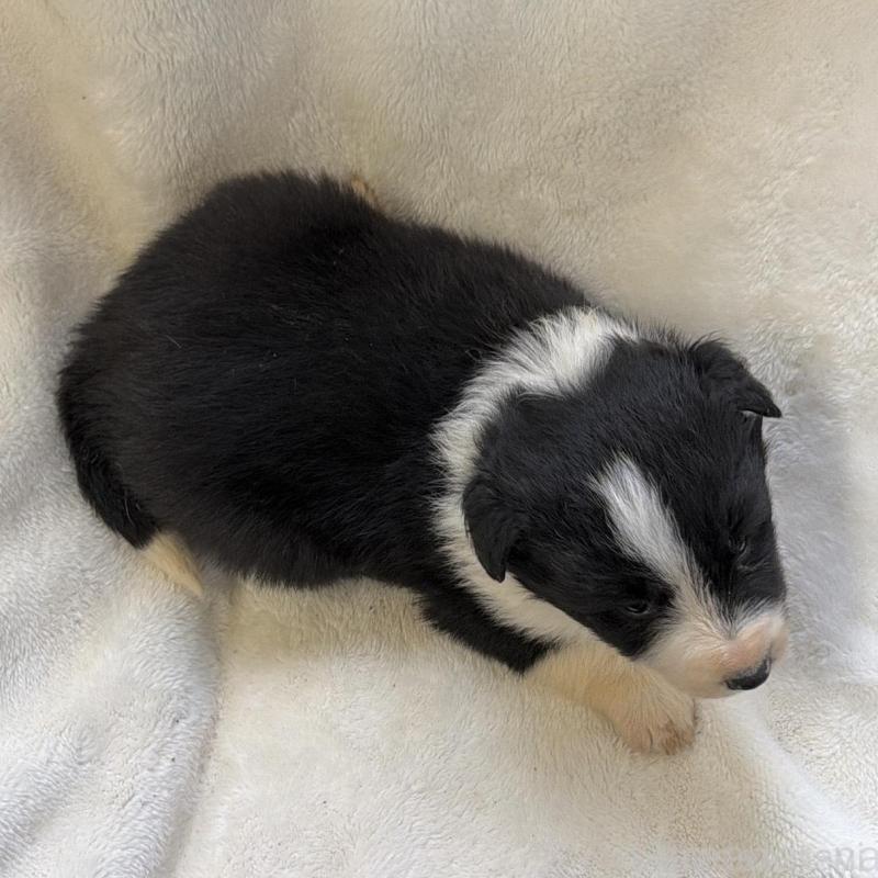 販売中の山口県のボーダーコリー-438744の2枚目