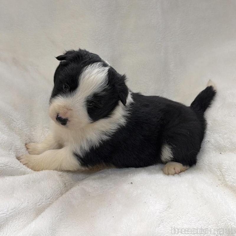 販売中の山口県のボーダーコリー-438745の1枚目