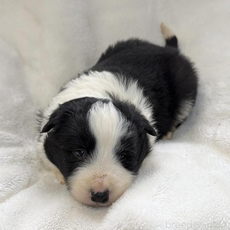 販売中の山口県のボーダーコリー-438745の5枚目