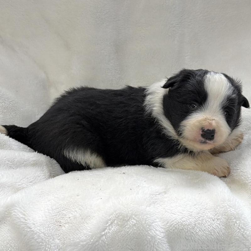 販売中の山口県のボーダーコリー-438745の3枚目