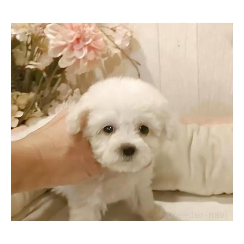 販売中の愛知県のビションフリーゼ-419914の14枚目