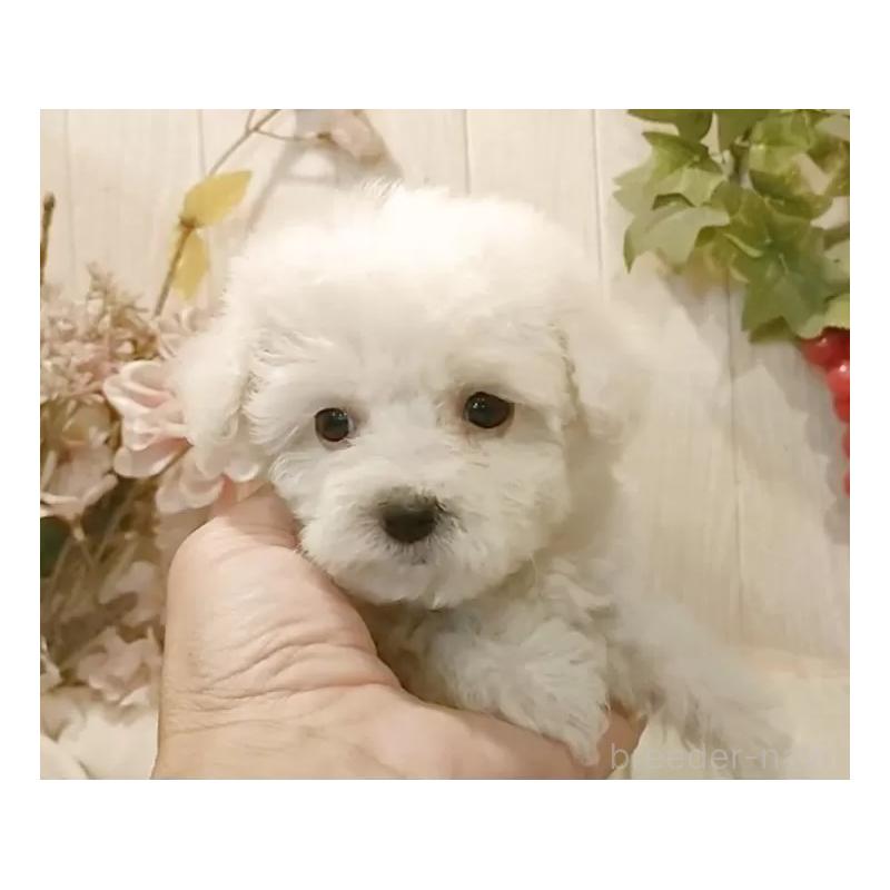 販売中の愛知県のビションフリーゼ-419914の13枚目