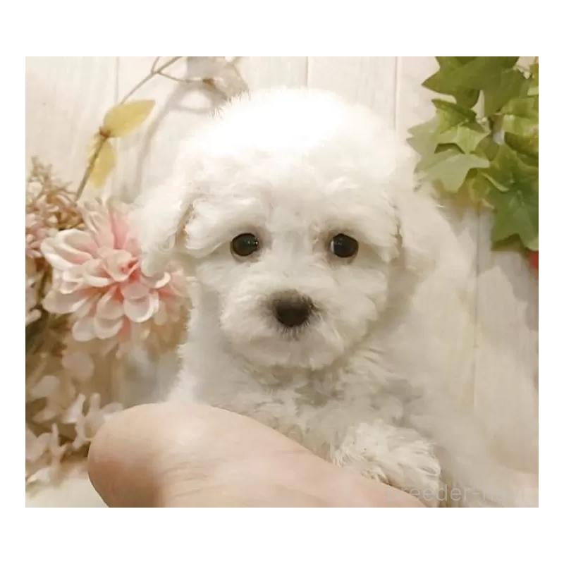 販売中の愛知県のビションフリーゼ-419914の11枚目