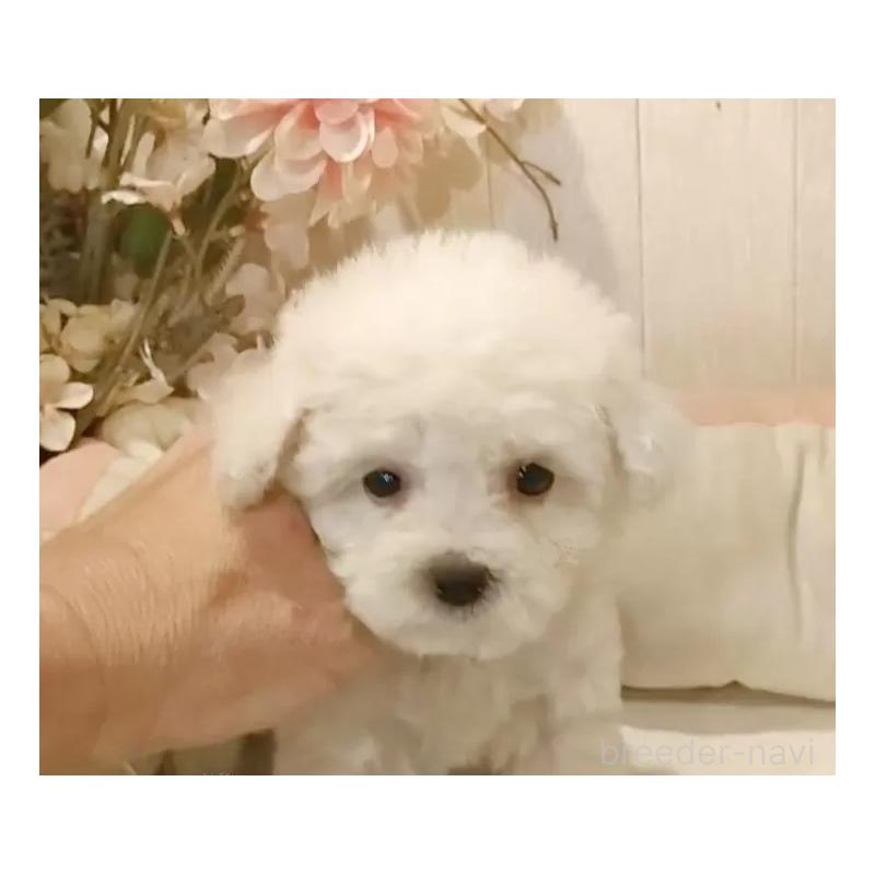 販売中の愛知県のビションフリーゼ-419914の10枚目