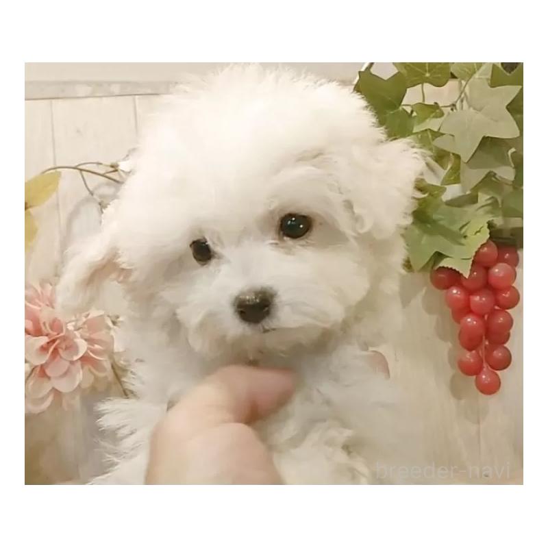 販売中の愛知県のビションフリーゼ-419914の8枚目