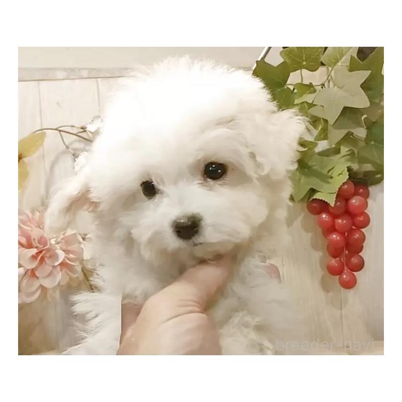 販売中の愛知県のビションフリーゼ-419914の7枚目