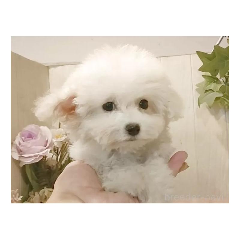 販売中の愛知県のビションフリーゼ-419914の6枚目