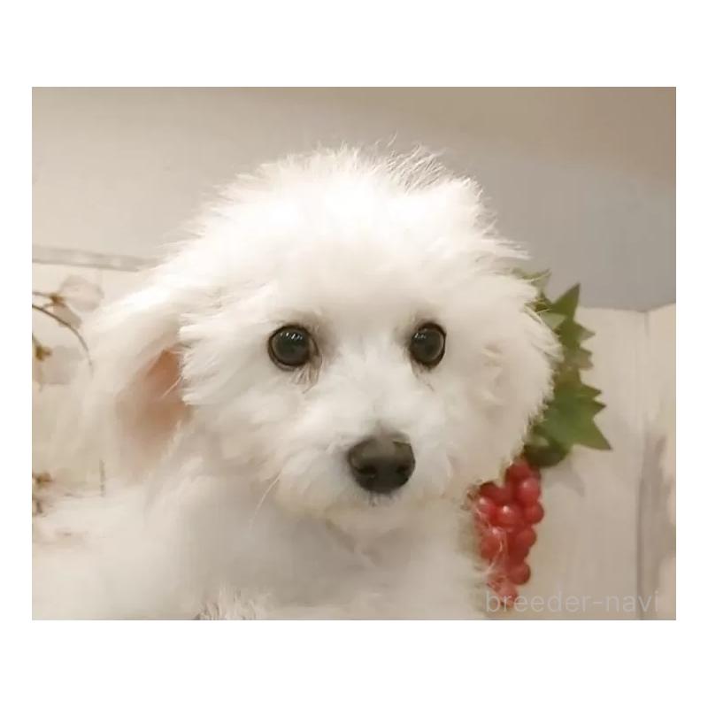 販売中の愛知県のビションフリーゼ-419914の4枚目