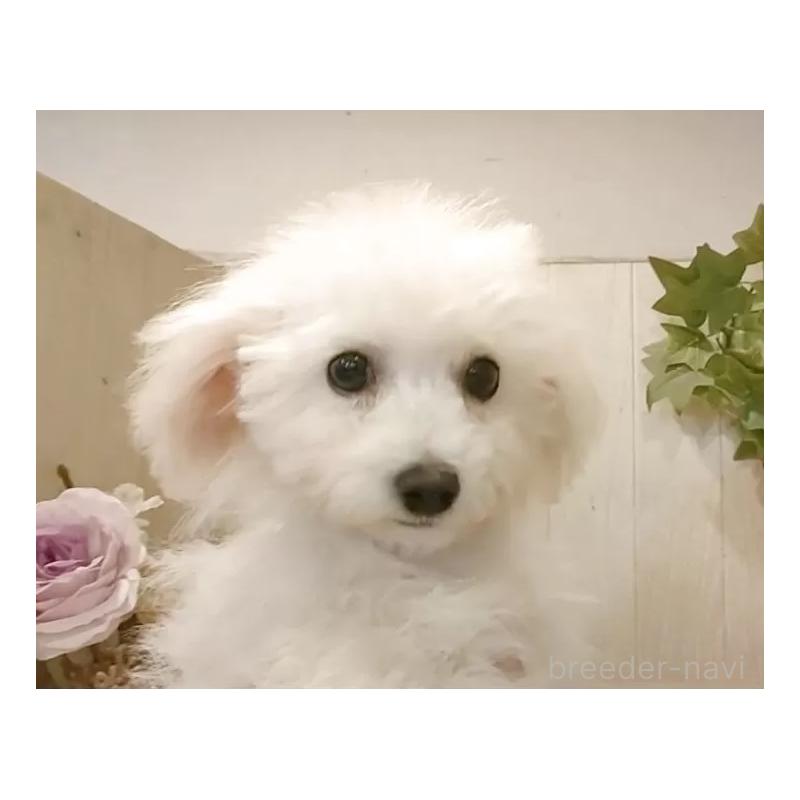 販売中の愛知県のビションフリーゼ-419914の3枚目