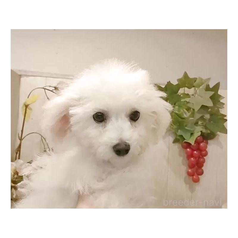 販売中の愛知県のビションフリーゼ-419914の2枚目