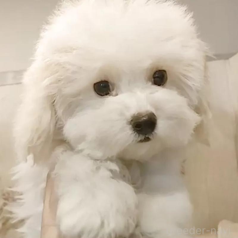 販売中の愛知県のビションフリーゼ-422478