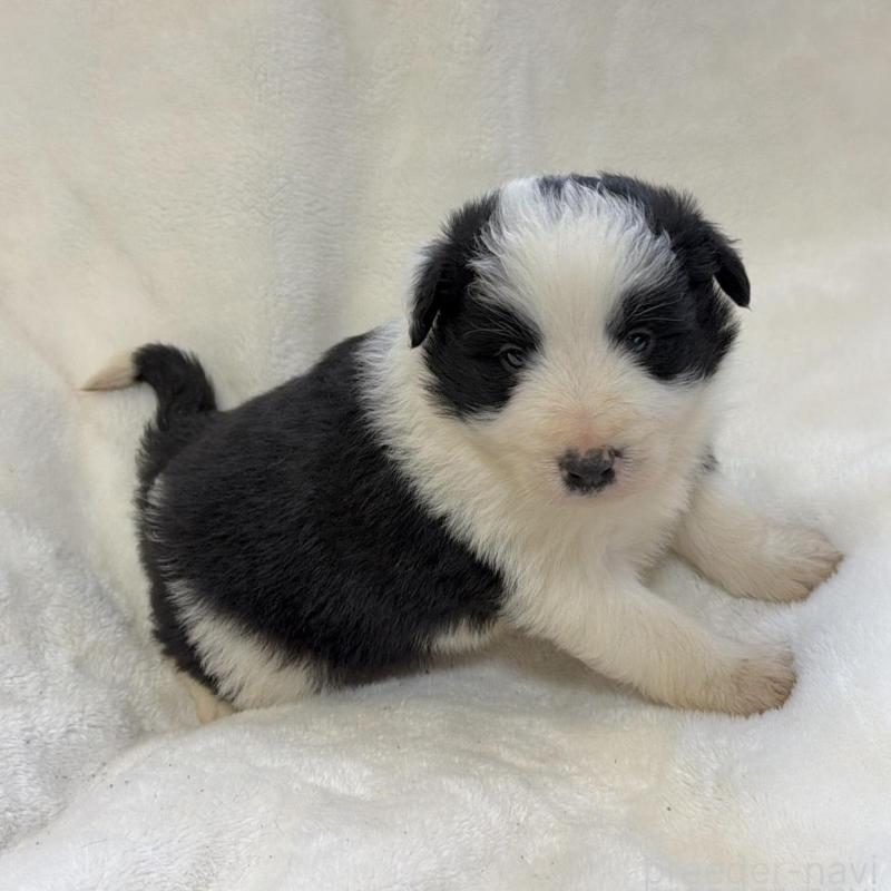 販売中の山口県のボーダーコリー-438746