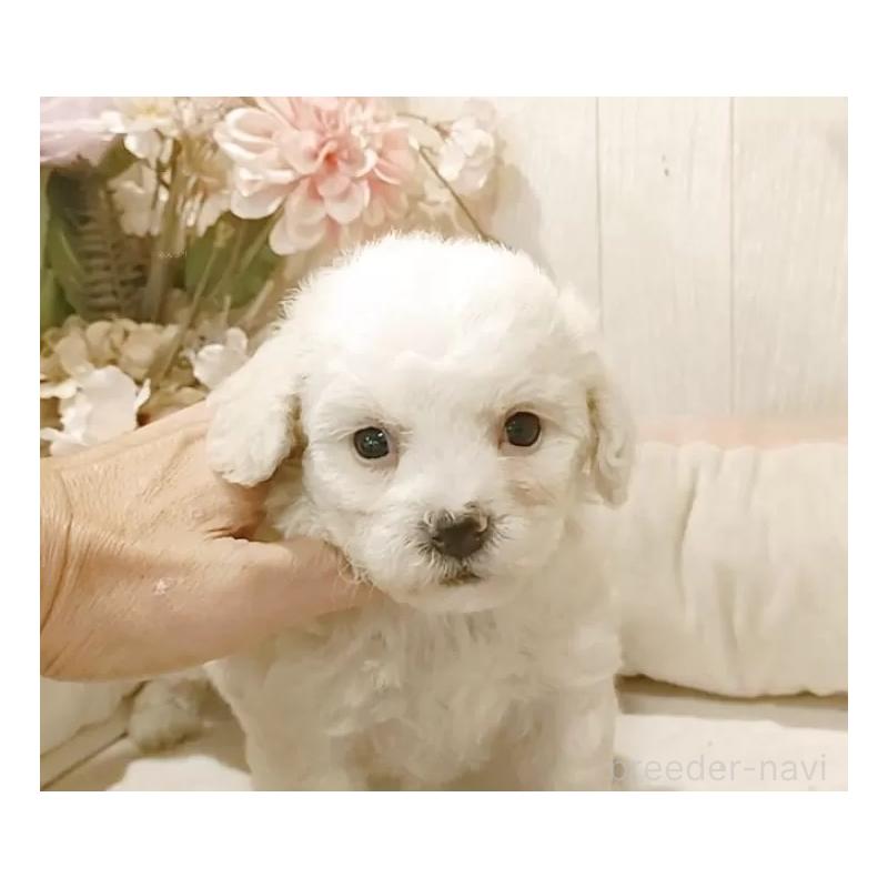 販売中の愛知県のビションフリーゼ-422478の13枚目