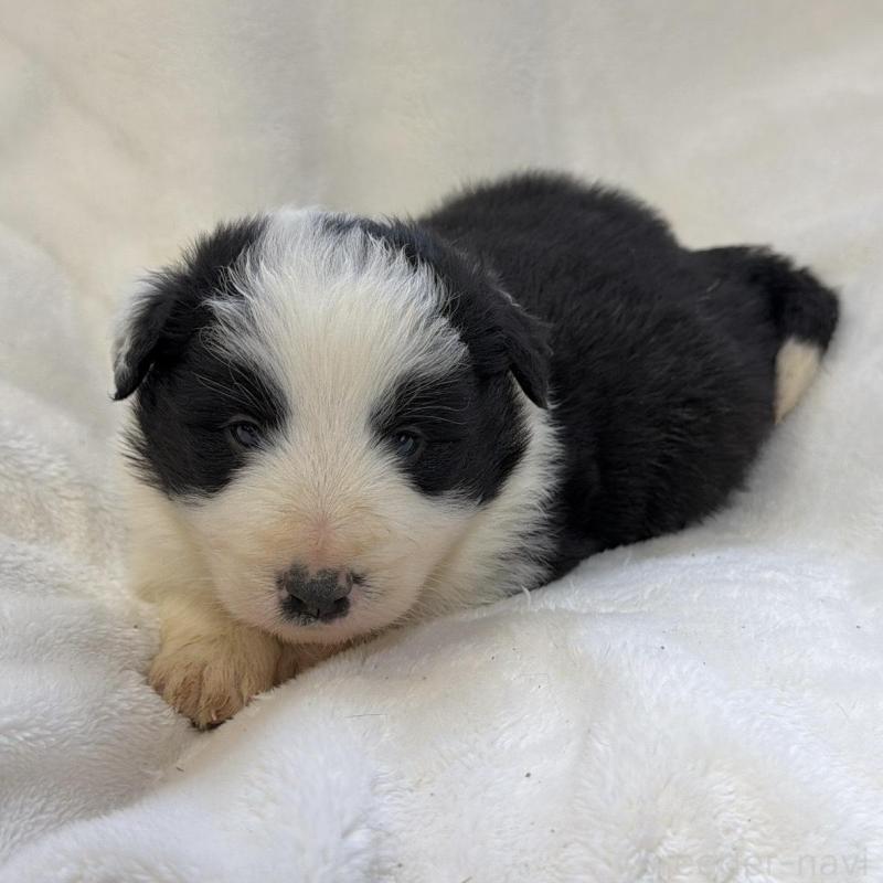 販売中の山口県のボーダーコリー-438746の5枚目