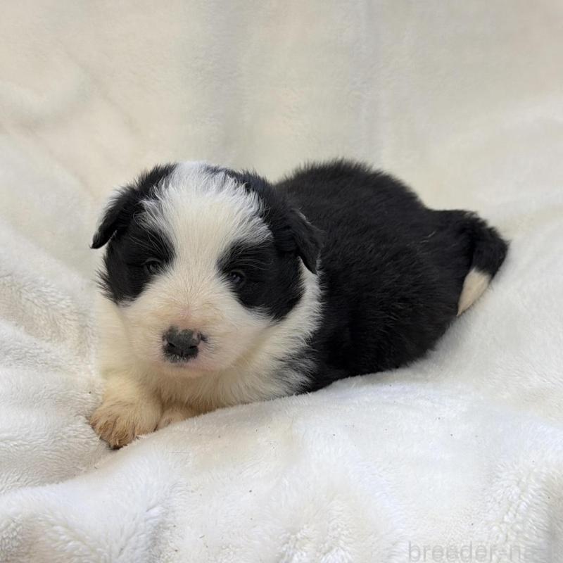 販売中の山口県のボーダーコリー-438746の4枚目