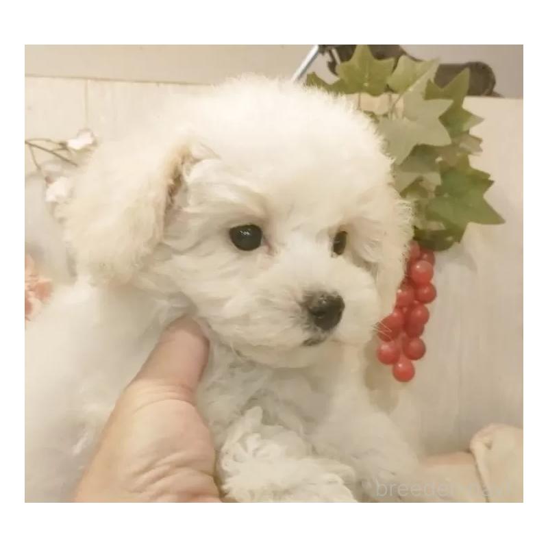 販売中の愛知県のビションフリーゼ-422478の12枚目