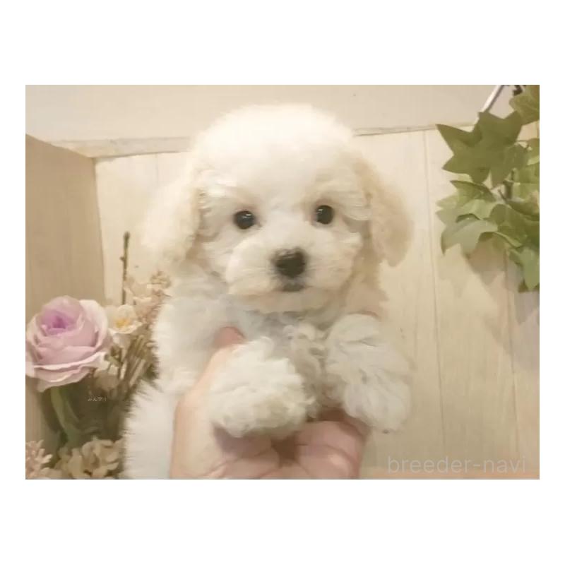 販売中の愛知県のビションフリーゼ-422478の11枚目