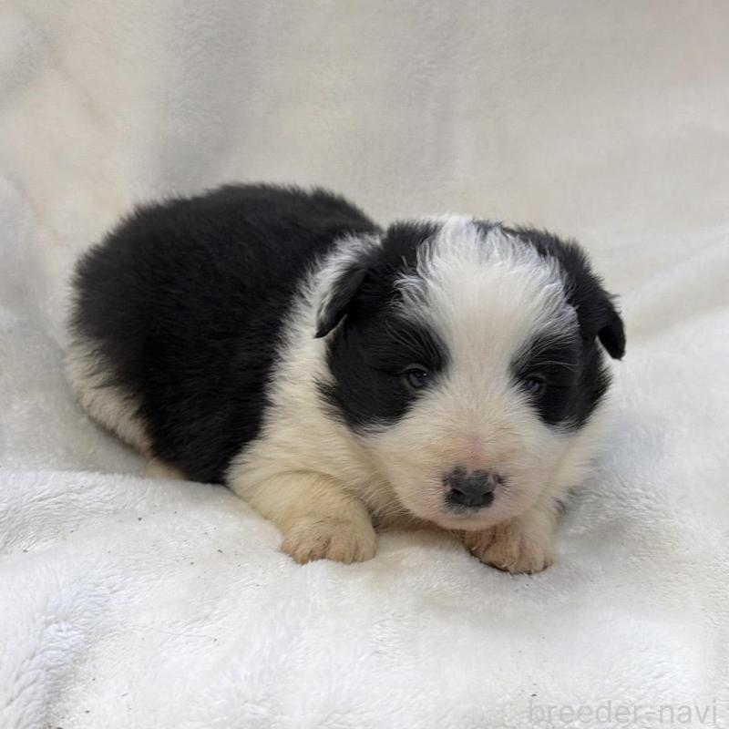 販売中の山口県のボーダーコリー-438746の3枚目