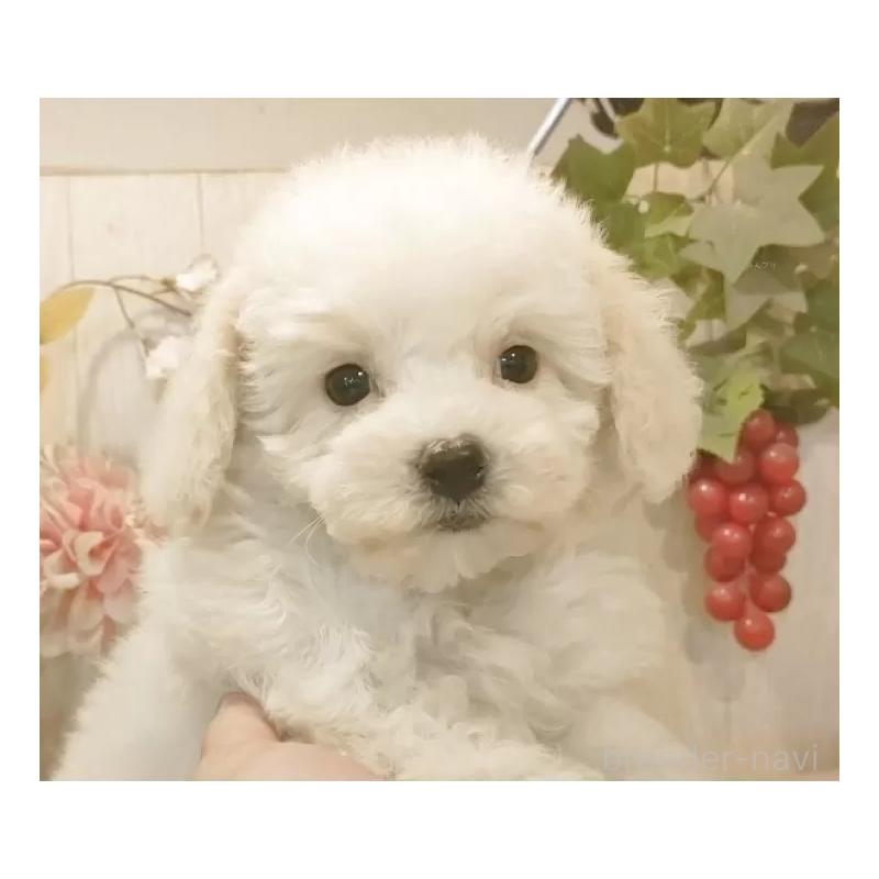 販売中の愛知県のビションフリーゼ-422478の10枚目