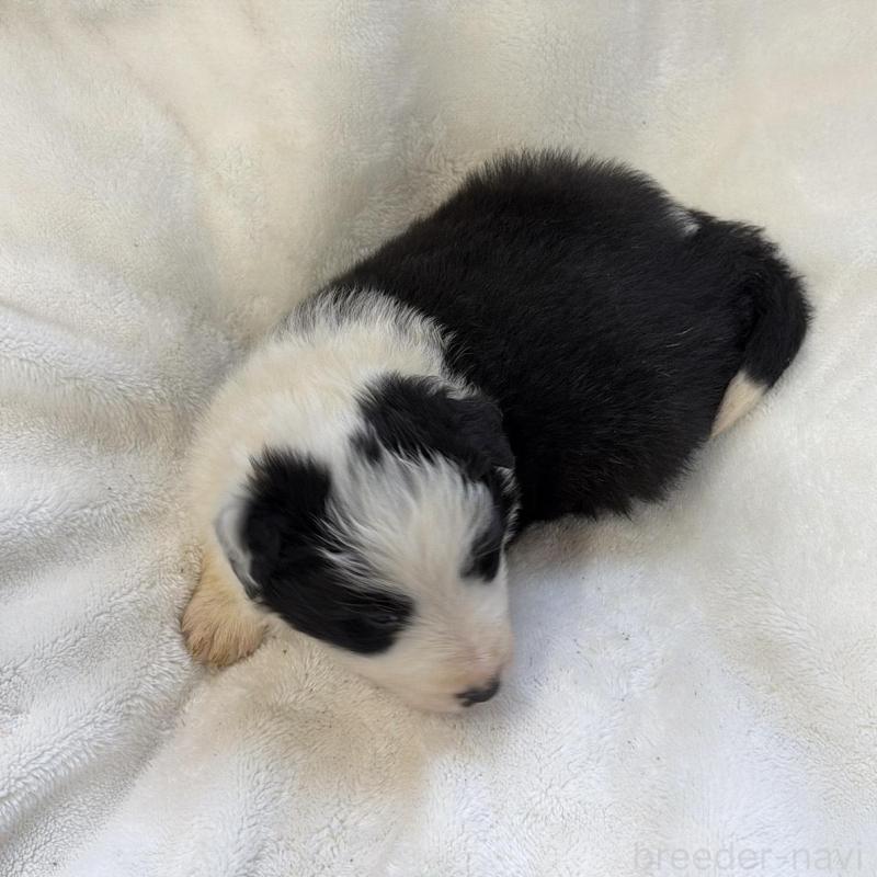 販売中の山口県のボーダーコリー-438746の2枚目