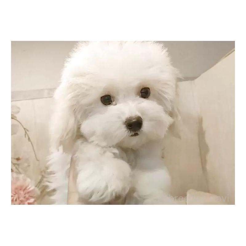 販売中の愛知県のビションフリーゼ-422478の7枚目