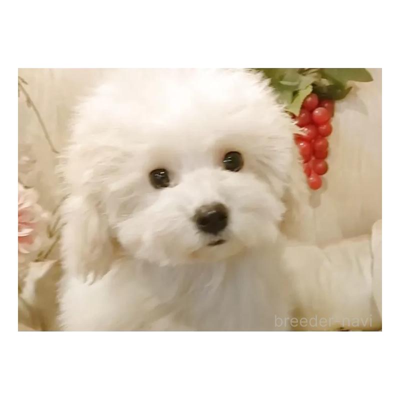 販売中の愛知県のビションフリーゼ-422478の6枚目