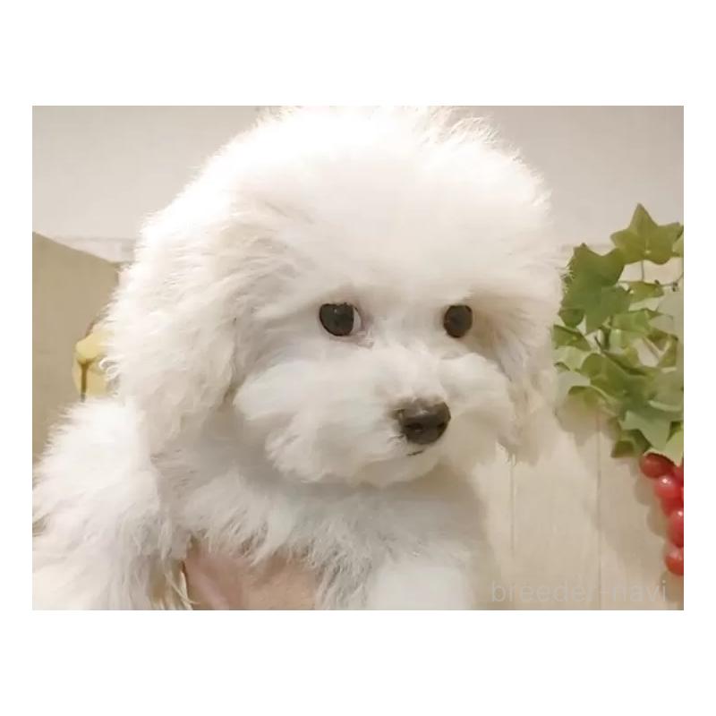 販売中の愛知県のビションフリーゼ-422478の5枚目