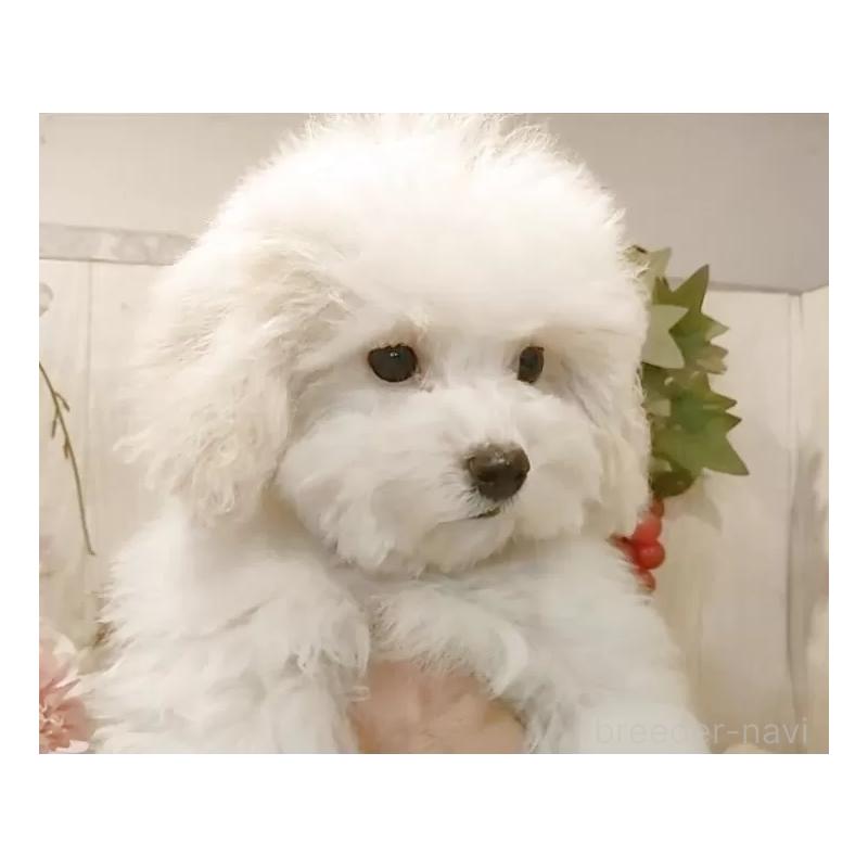 販売中の愛知県のビションフリーゼ-422478の4枚目