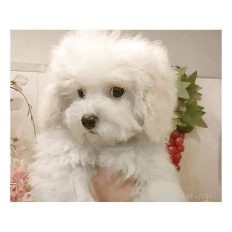 販売中の愛知県のビションフリーゼ-422478の3枚目