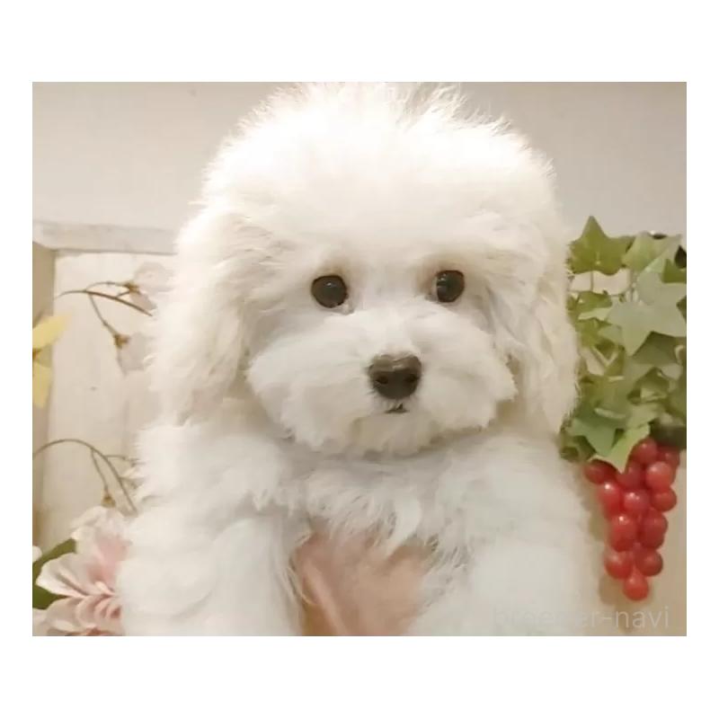 販売中の愛知県のビションフリーゼ-422478の2枚目