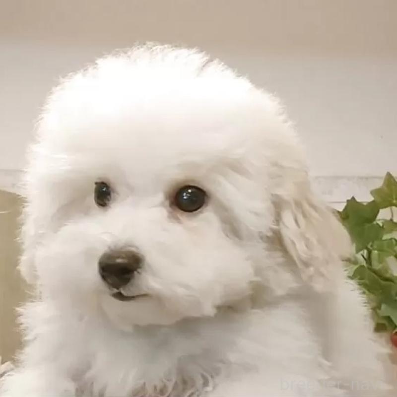 販売中の愛知県のビションフリーゼ-422473