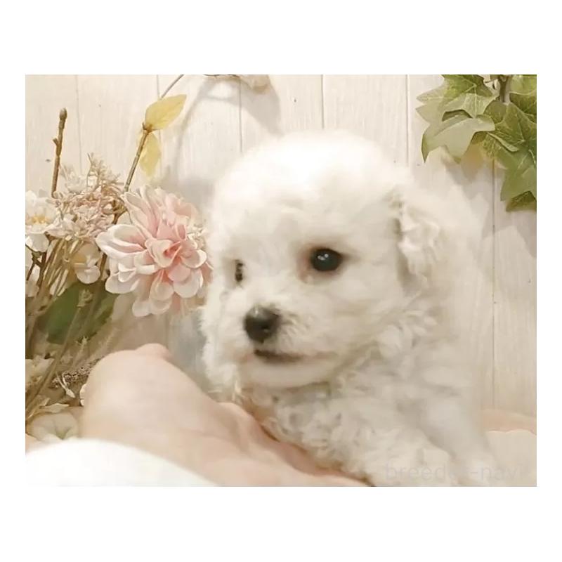 商談中の愛知県のビションフリーゼ-422473の11枚目