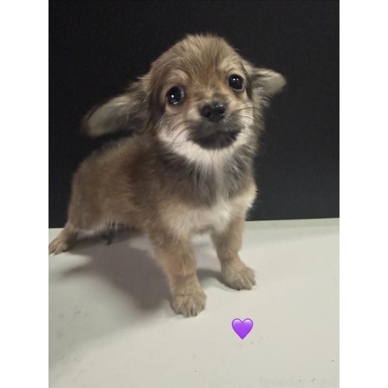 販売中の愛知県のチワックス:チワワ×ミニチュアダックスフンド-430983