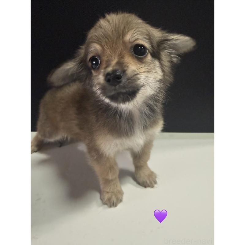 販売中の愛知県のチワックス:チワワ×ミニチュアダックスフンド-430983の3枚目