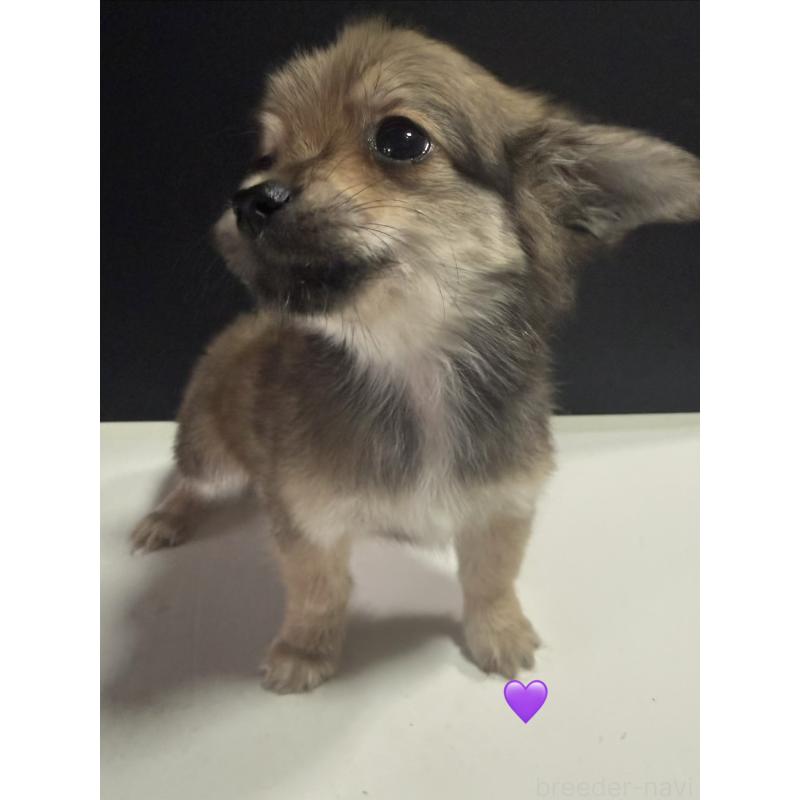 販売中の愛知県のチワックス:チワワ×ミニチュアダックスフンド-430983の2枚目