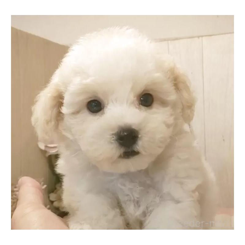 商談中の愛知県のビションフリーゼ-422473の10枚目