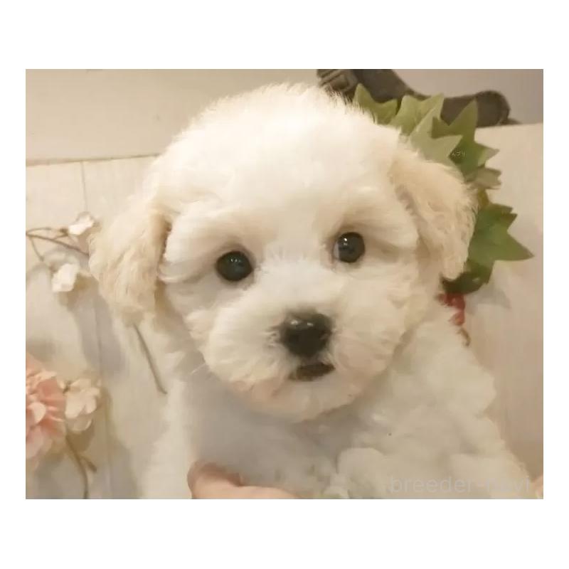 商談中の愛知県のビションフリーゼ-422473の9枚目